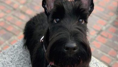14 Interesting Things To Know About Scottish Terriers