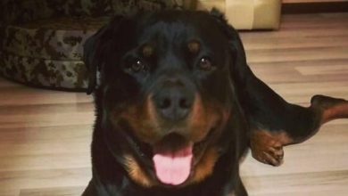 14 Charming Rottweilers That Just Want To Play