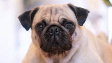 14 Reasons Your Pug Is So Over You