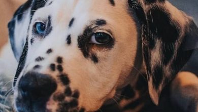 14 Amazing Things About Dalmatians
