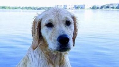 14 Golden Retrievers That Absolutely Love The Water