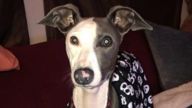 14 Delightful Facts About Italian Greyhounds