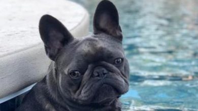 14 Cute French Bulldogs That Love to Swim