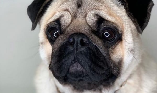 14 Photos Of Pugs That You Want To Look Forever