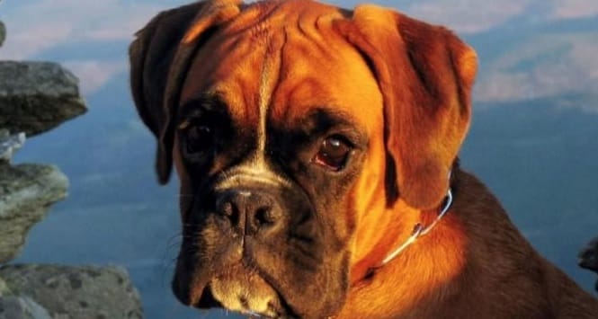 14 Things Only Boxer Owners Understand
