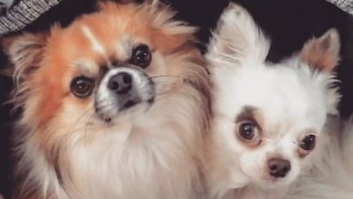 14 Things You Might Not Know About Chihuahuas