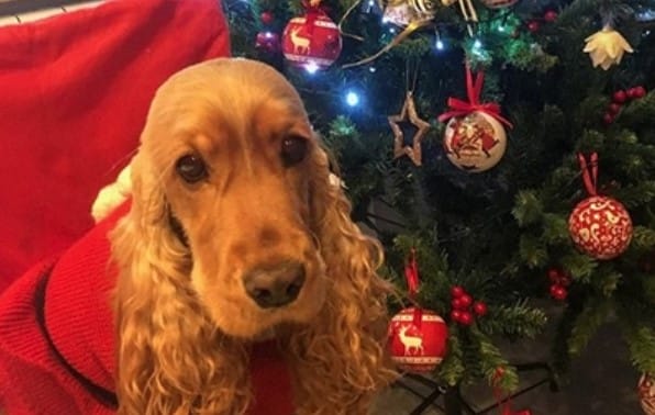 14 Funny Pictures Proving That Cocker Spaniels Love Christmas