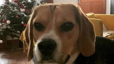 14 Beagle Fun Facts You Should Not Miss