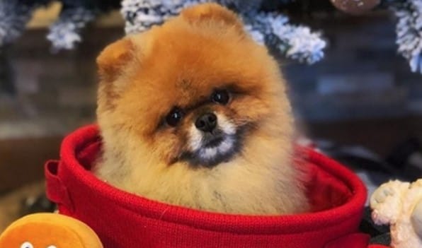 14 Funny Pictures Warning You That Your Pomeranian Can Steal All Your Christmas Presents!