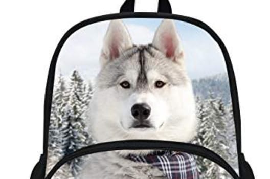 14 Things That All Husky Lovers Must Have