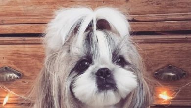 15 Photos That Will Prove That Shih Tzu are The Best Breed For Girls