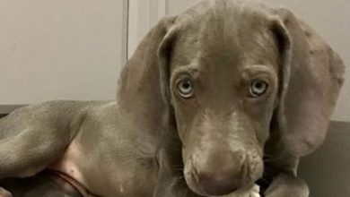 14 Funny Pictures Showing What Weimaraners Do When You are Out