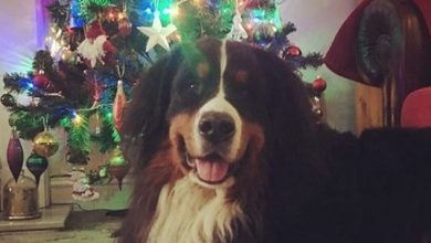 15 Cute Pictures of Bernese Mountain Dogs Wishing You a Merry Christmas
