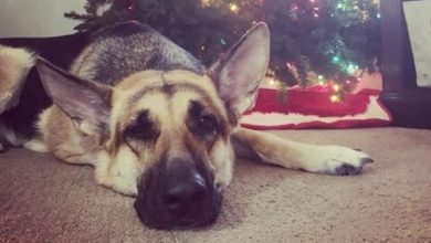 15 Funny Pictures Showing How German Shepherds Spend December
