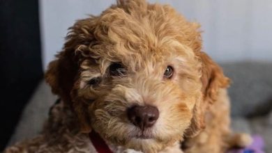 14 Facts You Need To Know About The Lagotto Romagnolo