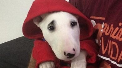 17 Reasons You Should Never Adopt An English Bull Terrier