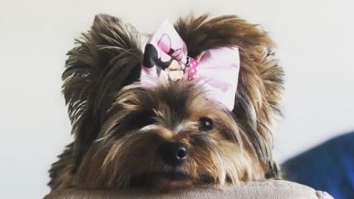 14 Fascinating Facts About the Yorkshire Terrier