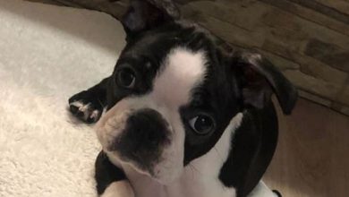 15 Interesting Facts About Boston Terriers