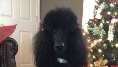 14 Poodles That Are Ready For Different Occasions