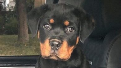 14 Fun Facts You Probably Didn’t Know About Rottweilers