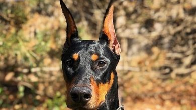 14 Lovely Pictures Of Doberman Pinschers