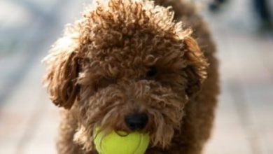 14 Pawesome Goldendoodle Facts You Didn’t Know