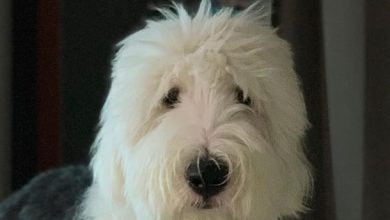 14 Massive Facts About Old English Sheepdogs