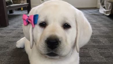 14 Labrador Pictures That Will Brighten Your Day