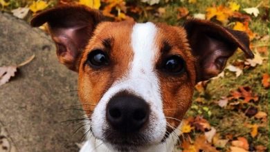 16 Active Facts About Jack Russell Terriers