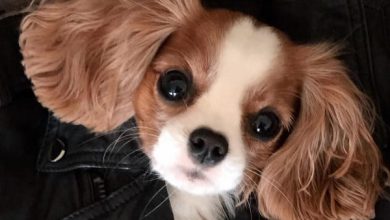 14 Facts About Cavalier King Charles Spaniels