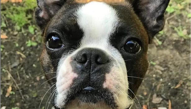 14 Adorable Facts About Boston Terriers