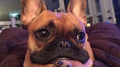 14 Cute Photos Of French Bulldogs Who Lazily Spend Their Weekdays