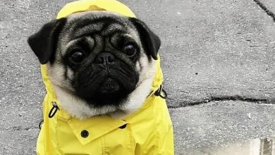 15 Fascinating Pictures Of Fashionable Pugs