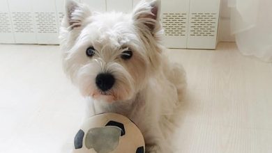 15 Funny Photos Of West Highland Terriers That Will Make You Smile
