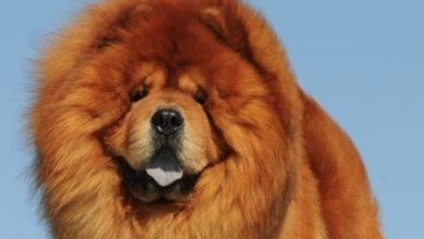 14 Interesting Facts Of Chow Chows That You Don’t Know