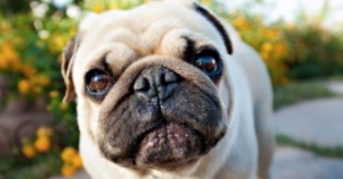 13 Signs You Know Your Pug Loves You