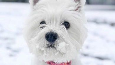 14 Incredible Facts About West Highland Terriers