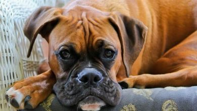 14 Reasons To Adore And Love Boxer Dogs