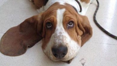 14 Funny Photos Of Basset Hounds That Will Make You Smile And Double Your Positive!