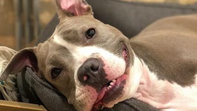 16 Pictures of The Most Adorable American Pit Bull Terrier Dogs