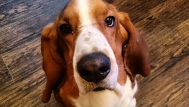 14 Things To Know About the Basset Hound