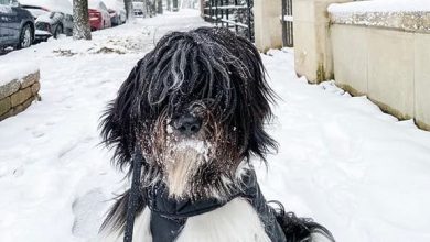 14 Things You Didn’t Know About Tibetan Terriers