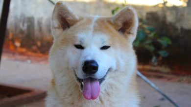 14 Fabulous Facts About The Akita Inu