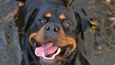 15 Photos Of Rottweilers That Will Make You Fall In Love With Them