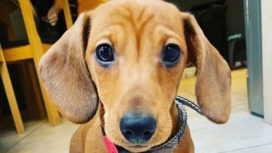 14 Interesting Facts About Dachshunds