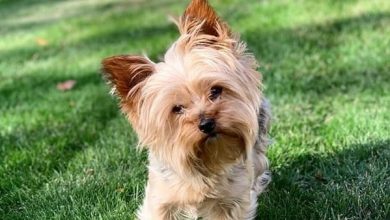 14 Amazing Facts About Yorkshire Terriers