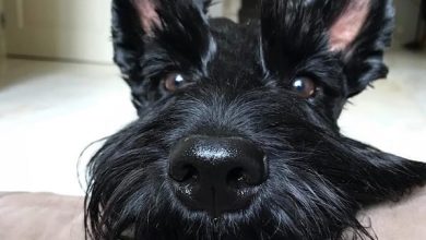 14 Astonishing Facts About Scottish Terriers