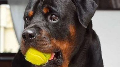 14 Hilarious Pictures Of Rottweilers To Brighten Your Day