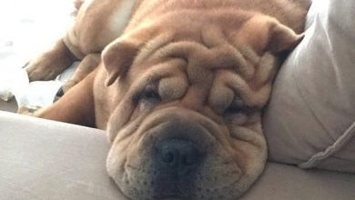 14 Amazing Facts About Shar-Peis