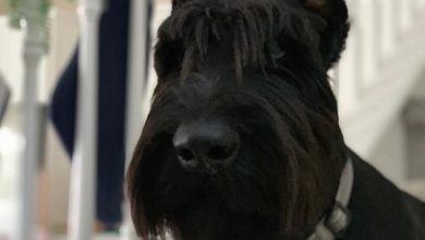 14 Huge Facts About Giant Schnauzers